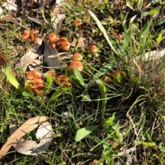 Laccaria sp. at Yarralumla, ACT - 7 May 2020