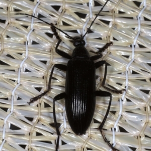 Tanychilus sp. (genus) at Ainslie, ACT - 23 Nov 2019