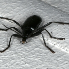 Tanychilus sp. (genus) at Ainslie, ACT - 23 Nov 2019 10:12 PM