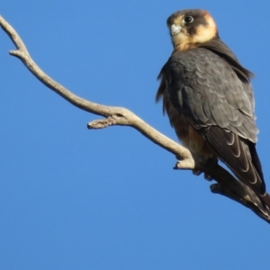 Falco longipennis at Garran, ACT - 21 Mar 2020