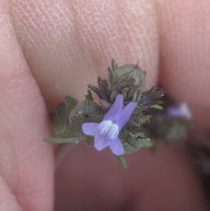 Linaria arvensis at Gundaroo, NSW - 7 May 2020 12:34 PM