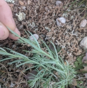 Linaria arvensis at Gundaroo, NSW - 7 May 2020