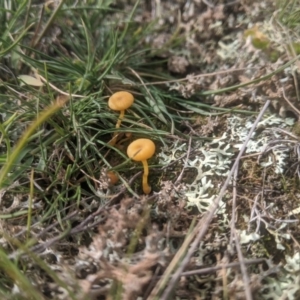 Lichenomphalia chromacea at Gundaroo, NSW - 7 May 2020 12:40 PM