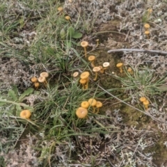 Lichenomphalia chromacea at Gundaroo, NSW - 7 May 2020