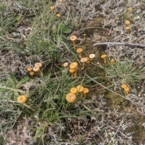 Lichenomphalia chromacea at Gundaroo, NSW - 7 May 2020 12:40 PM