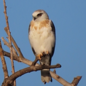 Elanus axillaris at Fyshwick, ACT - 1 Mar 2020