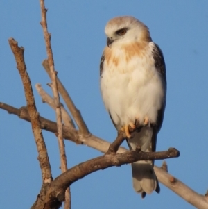 Elanus axillaris at Fyshwick, ACT - 1 Mar 2020