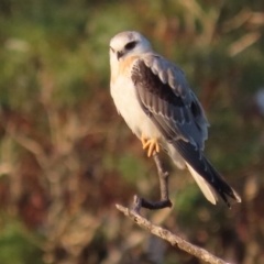 Elanus axillaris at Fyshwick, ACT - 1 Mar 2020