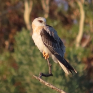 Elanus axillaris at Fyshwick, ACT - 1 Mar 2020