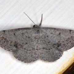 Taxeotis intextata (Looper Moth, Grey Taxeotis) at Ainslie, ACT - 23 Nov 2019 by jbromilow50