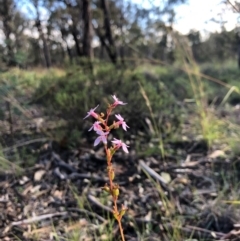 Stylidium (genus) (Trigger Plant) at Amaroo, ACT - 7 May 2020 by JasonC