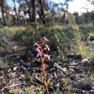 Stylidium sp. at Amaroo, ACT - 7 May 2020