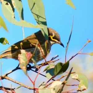 Caligavis chrysops at Deakin, ACT - 7 May 2020 09:56 AM