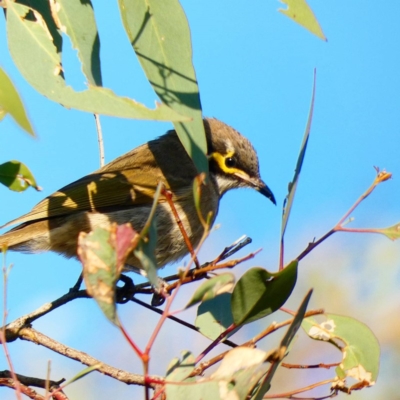 Caligavis chrysops (Yellow-faced Honeyeater) at Red Hill Nature Reserve - 6 May 2020 by Ct1000