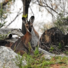 Notamacropus rufogriseus (Red-necked Wallaby) at McQuoids Hill - 6 May 2020 by HelenCross