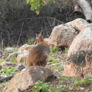 Notamacropus rufogriseus at Tuggeranong DC, ACT - 7 May 2020