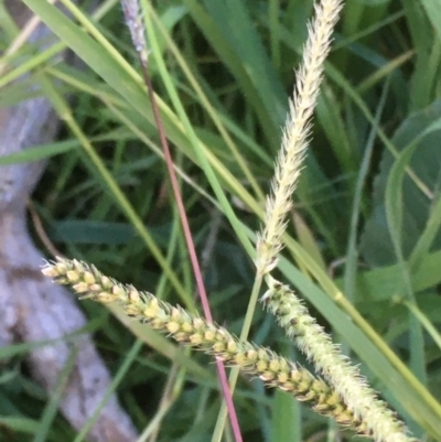 Setaria (genus) (Pigeon Grass) at Griffith, ACT - 6 May 2020 by AlexKirk