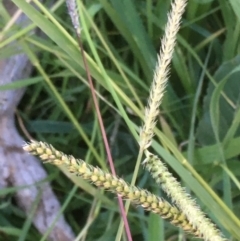 Setaria sp. (Pigeon Grass) at Griffith Woodland - 6 May 2020 by AlexKirk