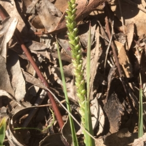 Setaria sp. at Griffith, ACT - 6 May 2020 10:34 AM