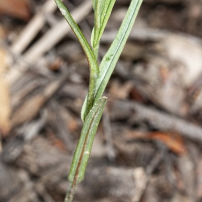 Bunochilus sp. (Leafy Greenhood) at Hackett, ACT - 23 Apr 2020 by DerekC