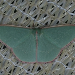 Chlorocoma undescribed species (sp.3 MoV) (An Emerald moth) at Ainslie, ACT - 23 Nov 2019 by jb2602