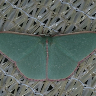 Chlorocoma undescribed species MoVsp3 (An Emerald moth) at Ainslie, ACT - 23 Nov 2019 by jbromilow50