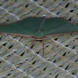 Chlorocoma undescribed species (sp.3 MoV) at Ainslie, ACT - 23 Nov 2019 10:25 PM