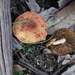 Leratiomcyes ceres (Red Woodchip Fungus) at Hughes Grassy Woodland - 6 May 2020 by JackyF