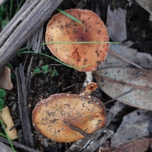 Leratiomcyes ceres at Hughes, ACT - 6 May 2020