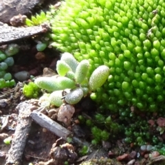 Crassula sp. (Crassula) at Majura, ACT - 3 May 2020 by JanetRussell