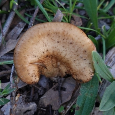 Unverified Cap on a stem; gills below cap [mushrooms or mushroom-like] at Hughes, ACT - 6 May 2020 by JackyF