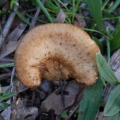 Unidentified Cap on a stem; gills below cap [mushrooms or mushroom-like] at Hughes, ACT - 6 May 2020 by JackyF