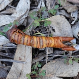 Hepialidae sp. (family) at Hughes, ACT - 6 May 2020