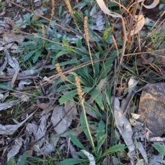 Plantago varia (Native Plaintain) at Federal Golf Course - 6 May 2020 by JackyF