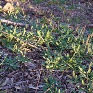 Plantago varia at Hughes, ACT - 6 May 2020 04:31 PM