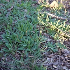 Plantago varia at Hughes, ACT - 6 May 2020