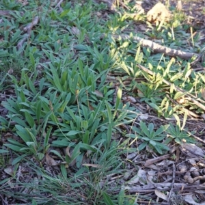 Plantago varia at Hughes, ACT - 6 May 2020 04:31 PM