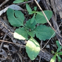 Cymbonotus sp. (preissianus or lawsonianus) (Bears Ears) at Hughes, ACT - 6 May 2020 by JackyF