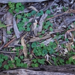 Hydrocotyle laxiflora (Stinking Pennywort) at Hughes, ACT - 6 May 2020 by JackyF