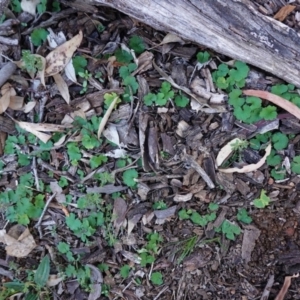 Hydrocotyle laxiflora at Hughes, ACT - 6 May 2020