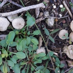 Bovista (A puffball) at Hughes, ACT - 6 May 2020 by JackyF