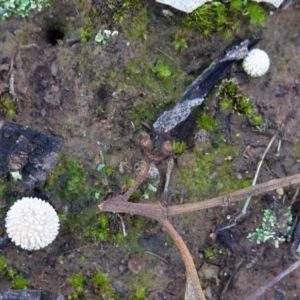 zz puffball at Hughes, ACT - 6 May 2020 04:05 PM