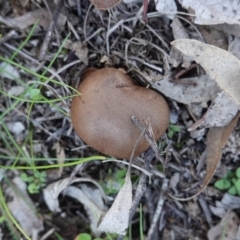 zz bolete at Hughes, ACT - 6 May 2020