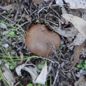 zz bolete at Hughes, ACT - 6 May 2020