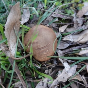 zz bolete at Hughes, ACT - 6 May 2020