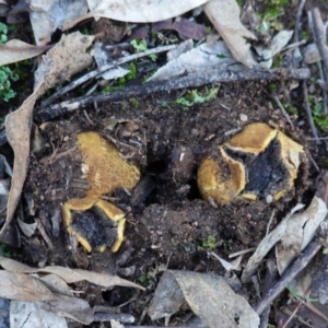 Scleroderma sp. at Hughes, ACT - 6 May 2020