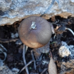 Oudemansiella gigaspora group (Rooting Shank) at Hughes, ACT - 6 May 2020 by JackyF