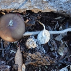 Oudemansiella 'radicata group' at Hughes, ACT - 6 May 2020