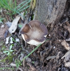 Oudemansiella gigaspora group (Rooting Shank) at Hughes, ACT - 6 May 2020 by JackyF