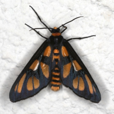 Amata (genus) (Handmaiden Moth) at Ainslie, ACT - 23 Nov 2019 by jbromilow50